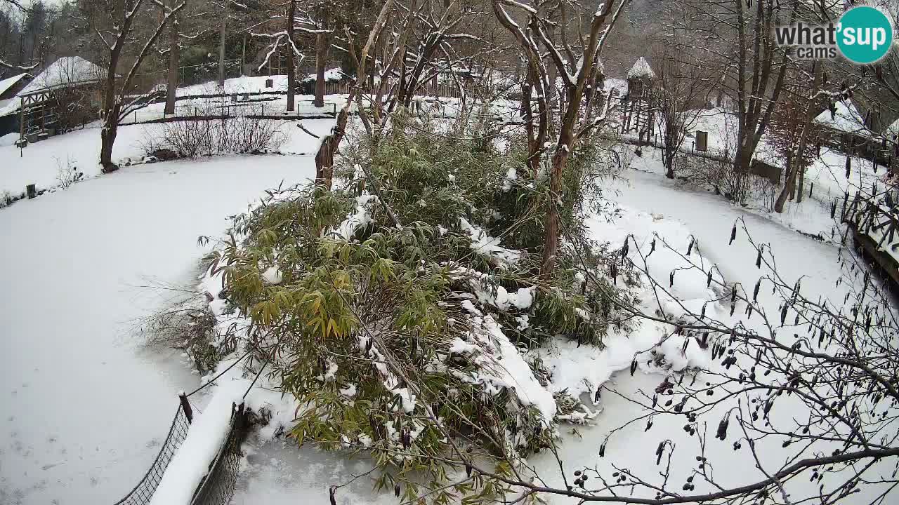 Gibón de mejillas beige Zoo Ljubljana