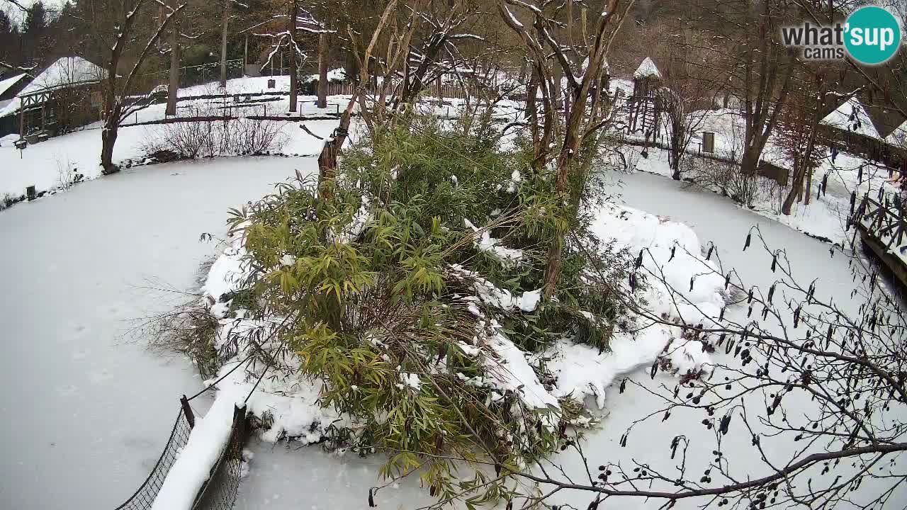 Südlicher Gelbwangen-Schopfgibbon Zoo Ljubljana webcam