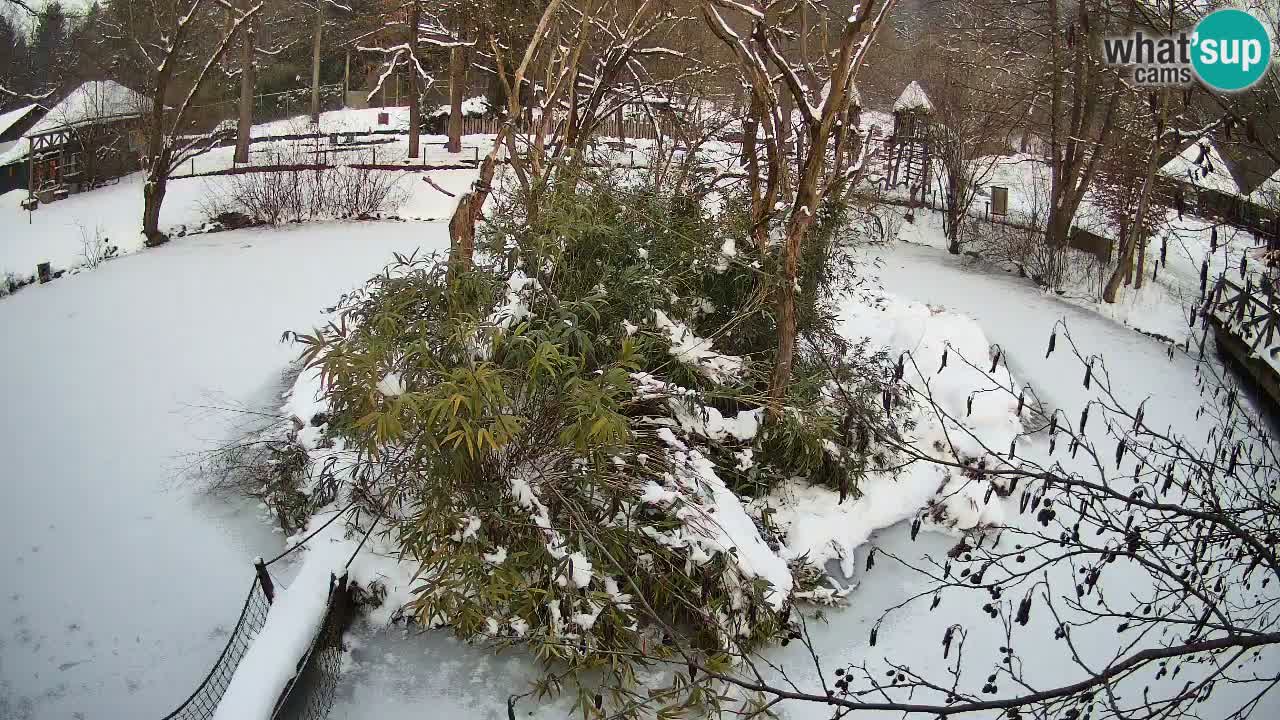 Yellow-cheeked gibbon Zoo Ljubljana livecam