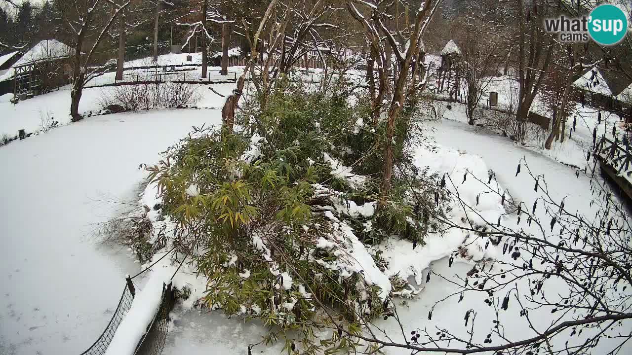 Südlicher Gelbwangen-Schopfgibbon Zoo Ljubljana webcam