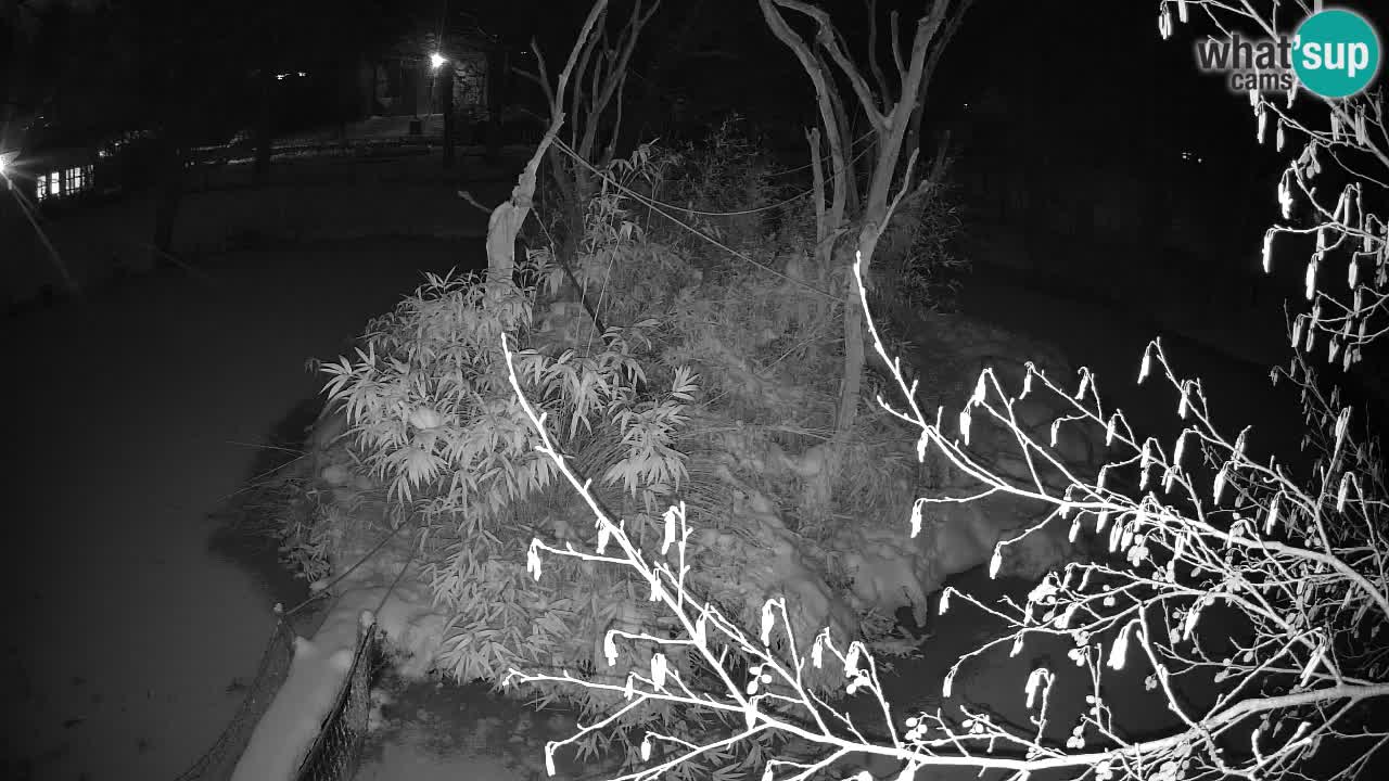 Zlatolični gibon živalski vrt Ljubljana