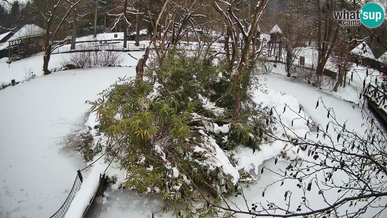 Gibbon à joues jaunes Zoo Ljubljana live cam