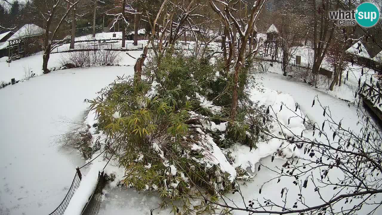 Gibbone dalle guance rosa nello ZOO di Ljubljana
