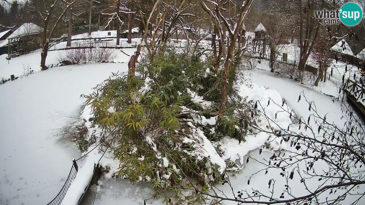 Gibbone dalle guance rosa nello ZOO di Ljubljana
