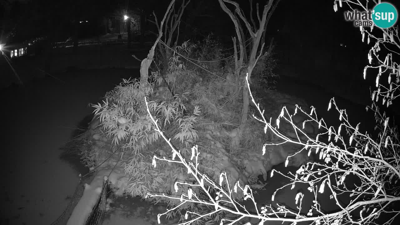 Yellow-cheeked gibbon Zoo Ljubljana livecam