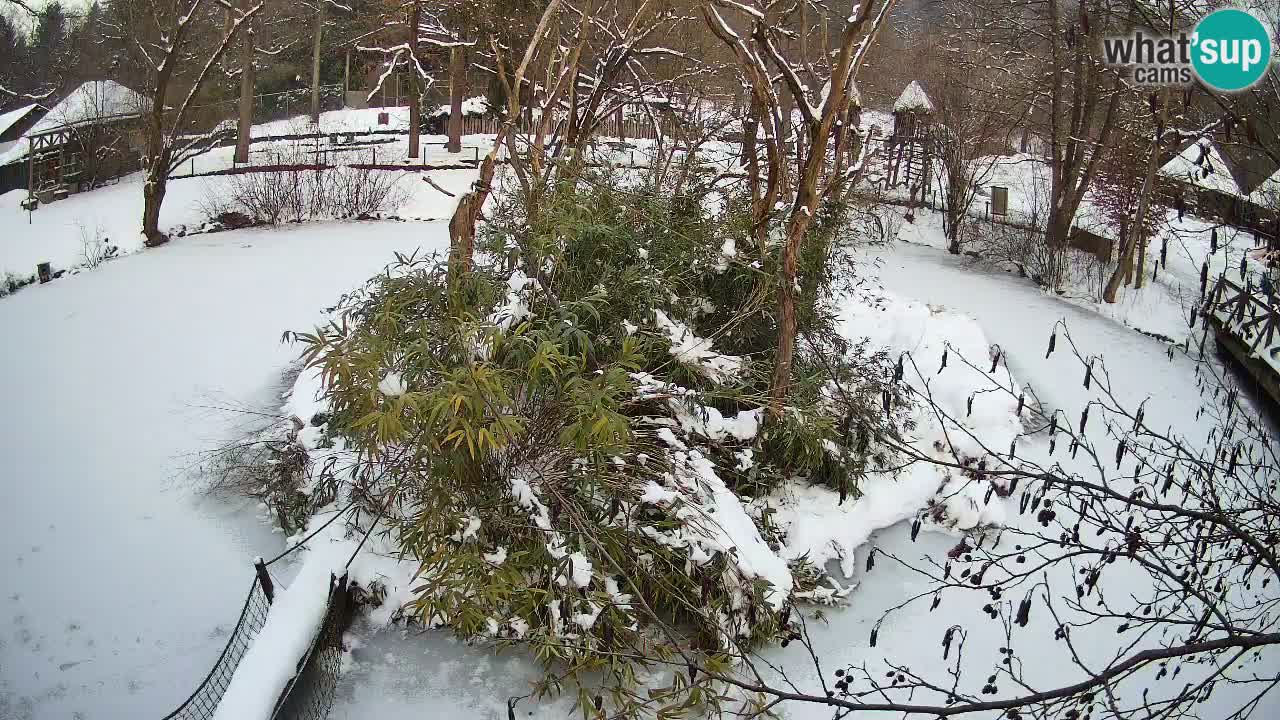 Gibbone dalle guance rosa nello ZOO di Ljubljana