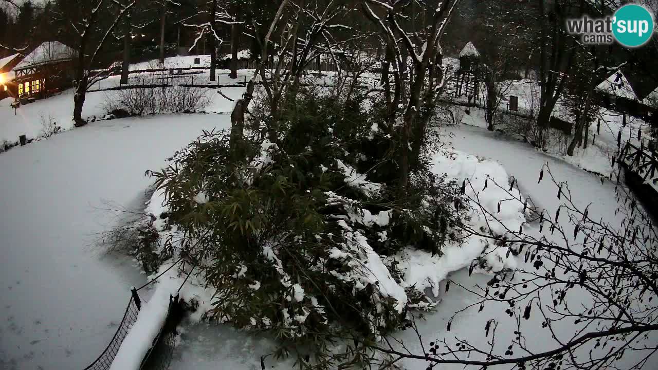 Südlicher Gelbwangen-Schopfgibbon Zoo Ljubljana webcam