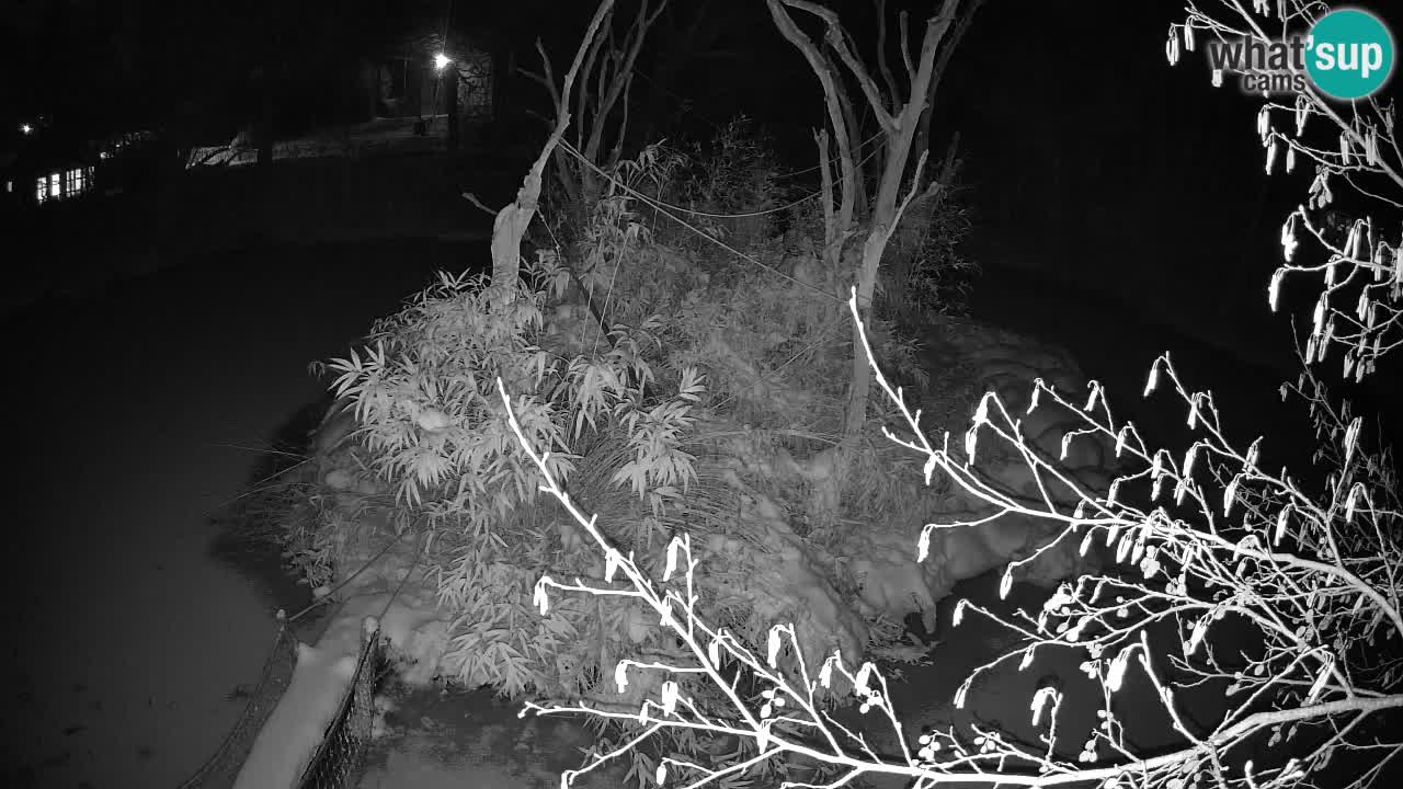 Gibbon à joues jaunes Zoo Ljubljana live cam