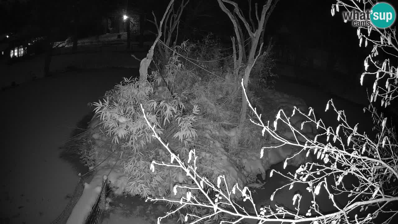 Gibbon à joues jaunes Zoo Ljubljana live cam