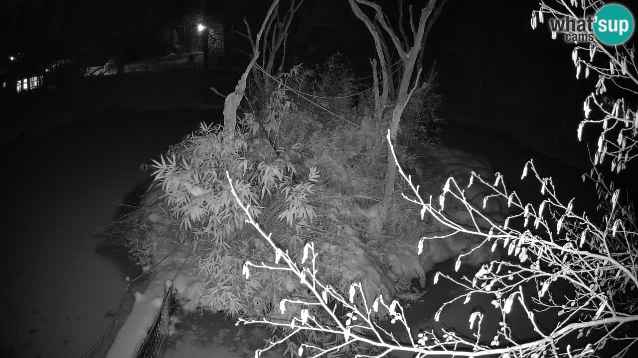 Zlatolični gibon živalski vrt Ljubljana