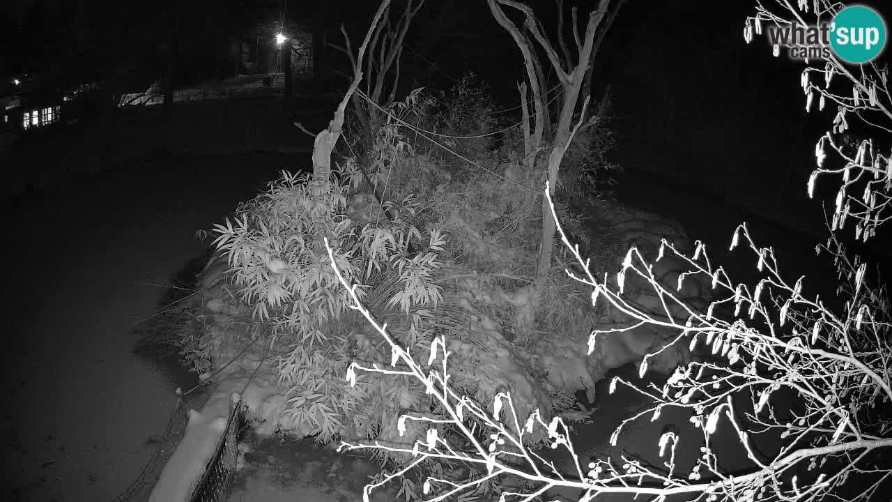 Südlicher Gelbwangen-Schopfgibbon Zoo Ljubljana webcam