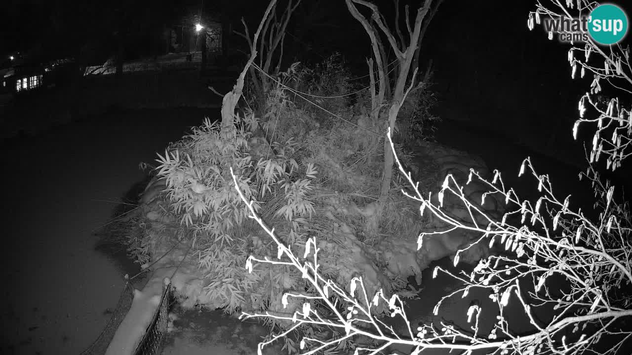 Yellow-cheeked gibbon Zoo Ljubljana livecam