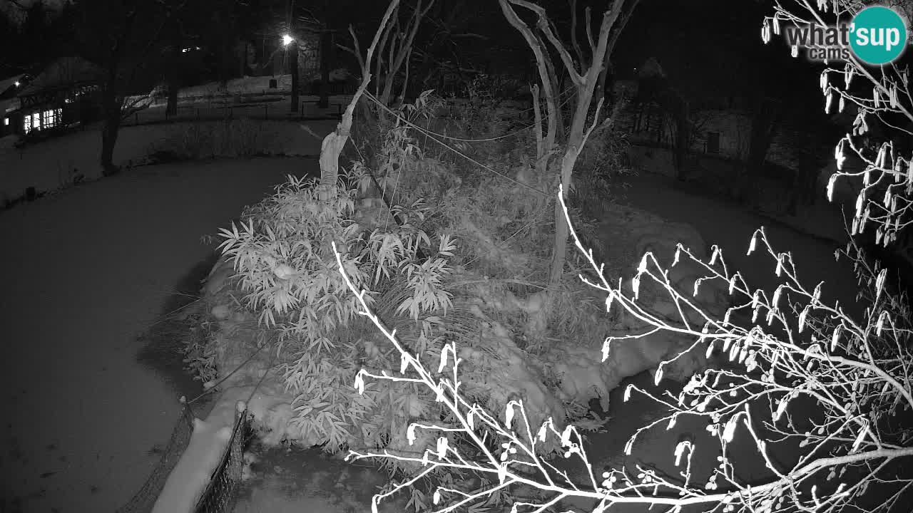 Südlicher Gelbwangen-Schopfgibbon Zoo Ljubljana webcam