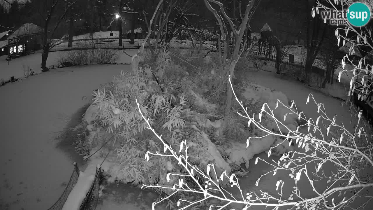 Gibbone dalle guance rosa nello ZOO di Ljubljana