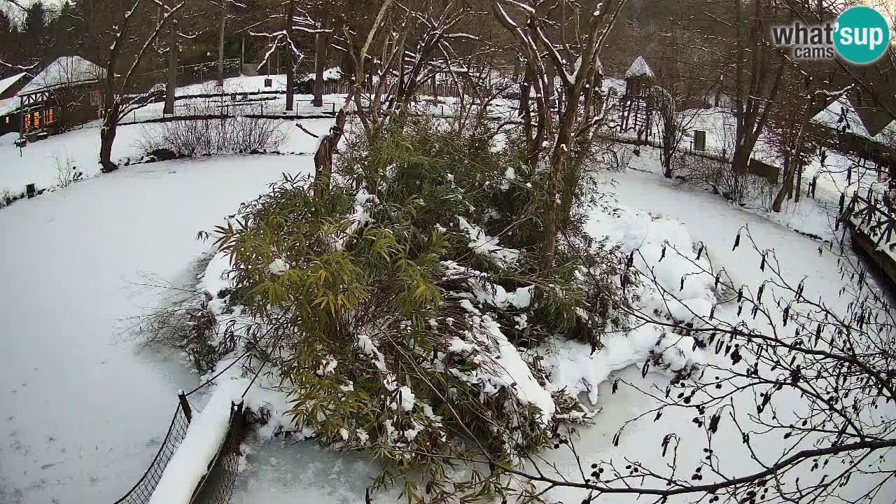 Yellow-cheeked gibbon Zoo Ljubljana livecam