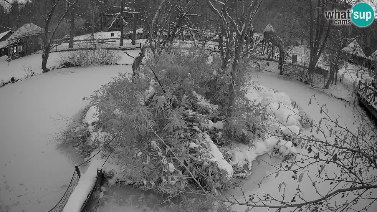 Yellow-cheeked gibbon Zoo Ljubljana livecam