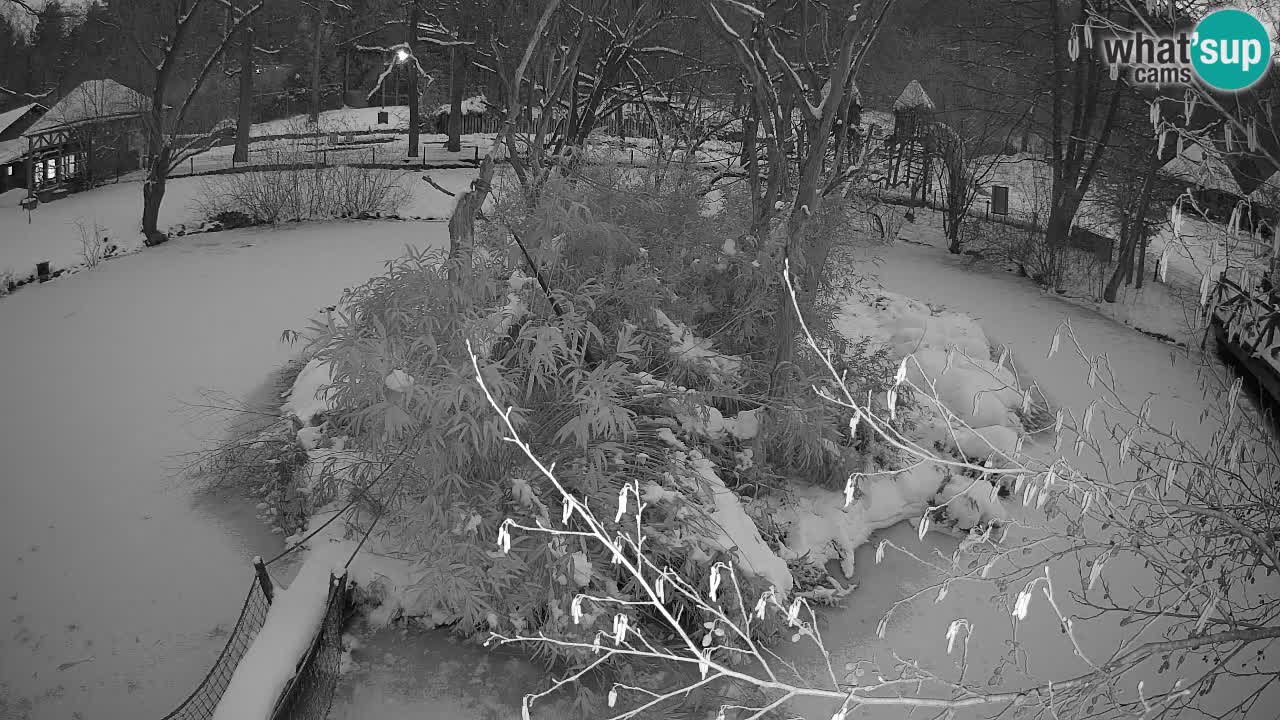 Gibón de mejillas beige Zoo Ljubljana