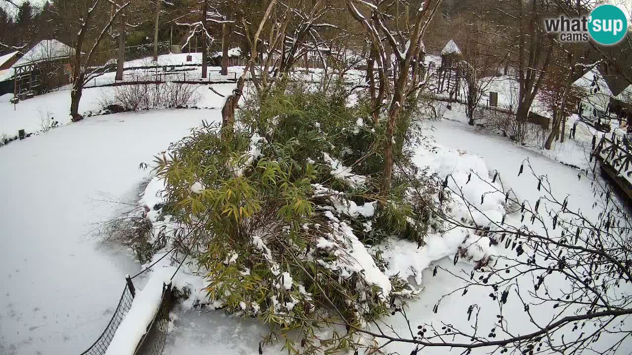 Gibón de mejillas beige Zoo Ljubljana