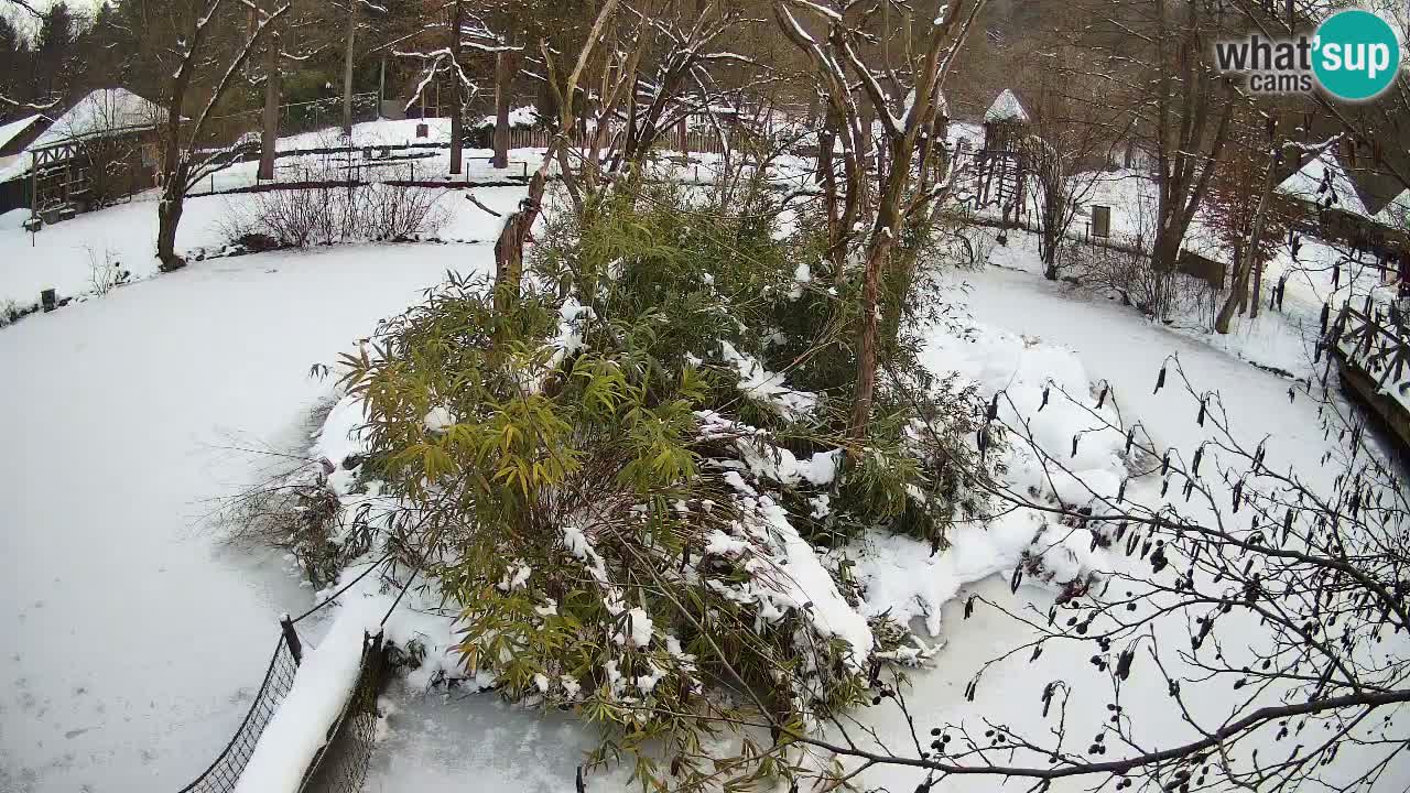 Gibon – Nomascus gabriellae – Zoo Ljubljana web kamera