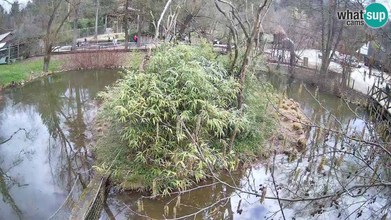 Yellow-cheeked gibbon Zoo Ljubljana livecam