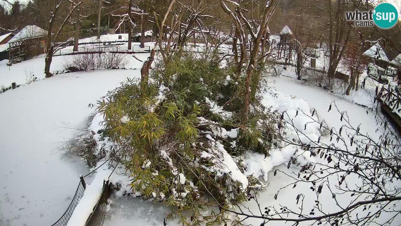 Südlicher Gelbwangen-Schopfgibbon Zoo Ljubljana webcam