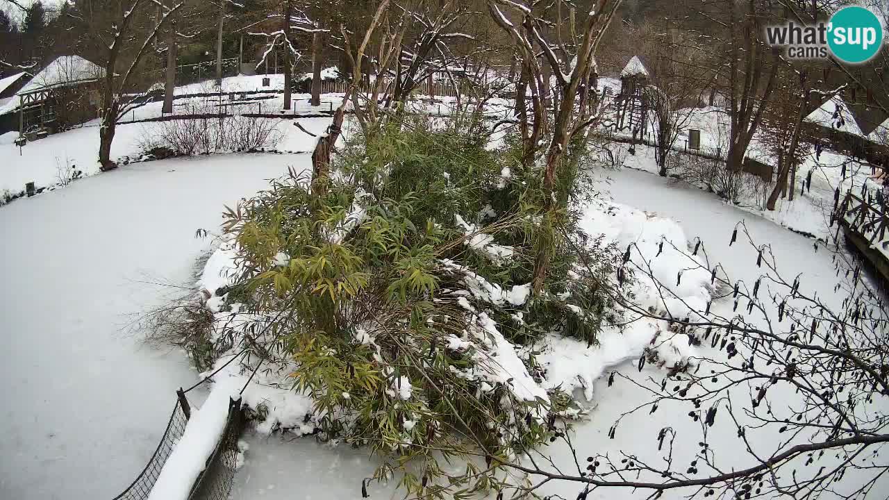 Zlatolični gibon živalski vrt Ljubljana