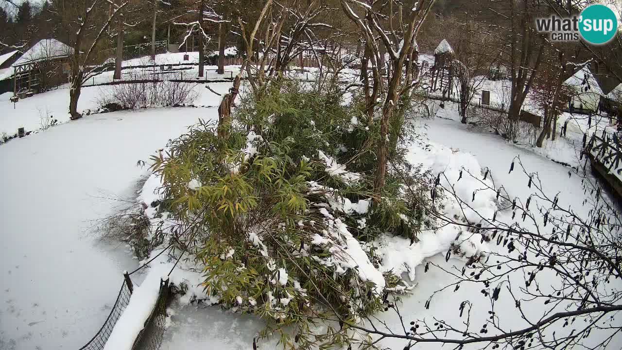Südlicher Gelbwangen-Schopfgibbon Zoo Ljubljana webcam