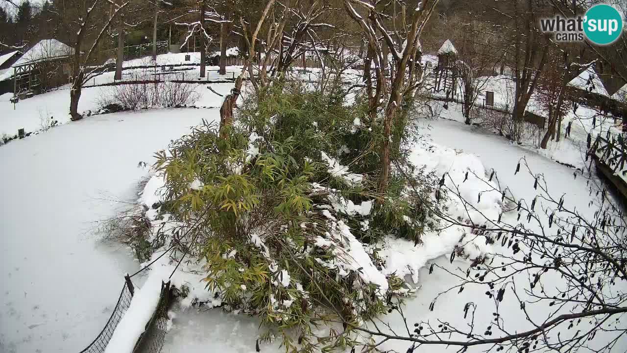 Gibbone dalle guance rosa nello ZOO di Ljubljana