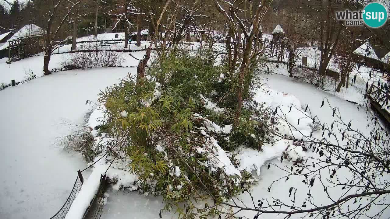 Gibbone dalle guance rosa nello ZOO di Ljubljana