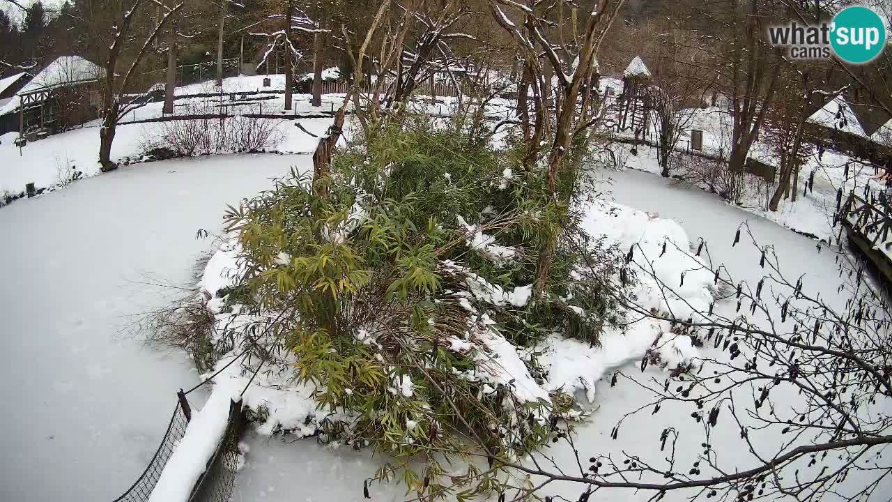 Yellow-cheeked gibbon Zoo Ljubljana livecam