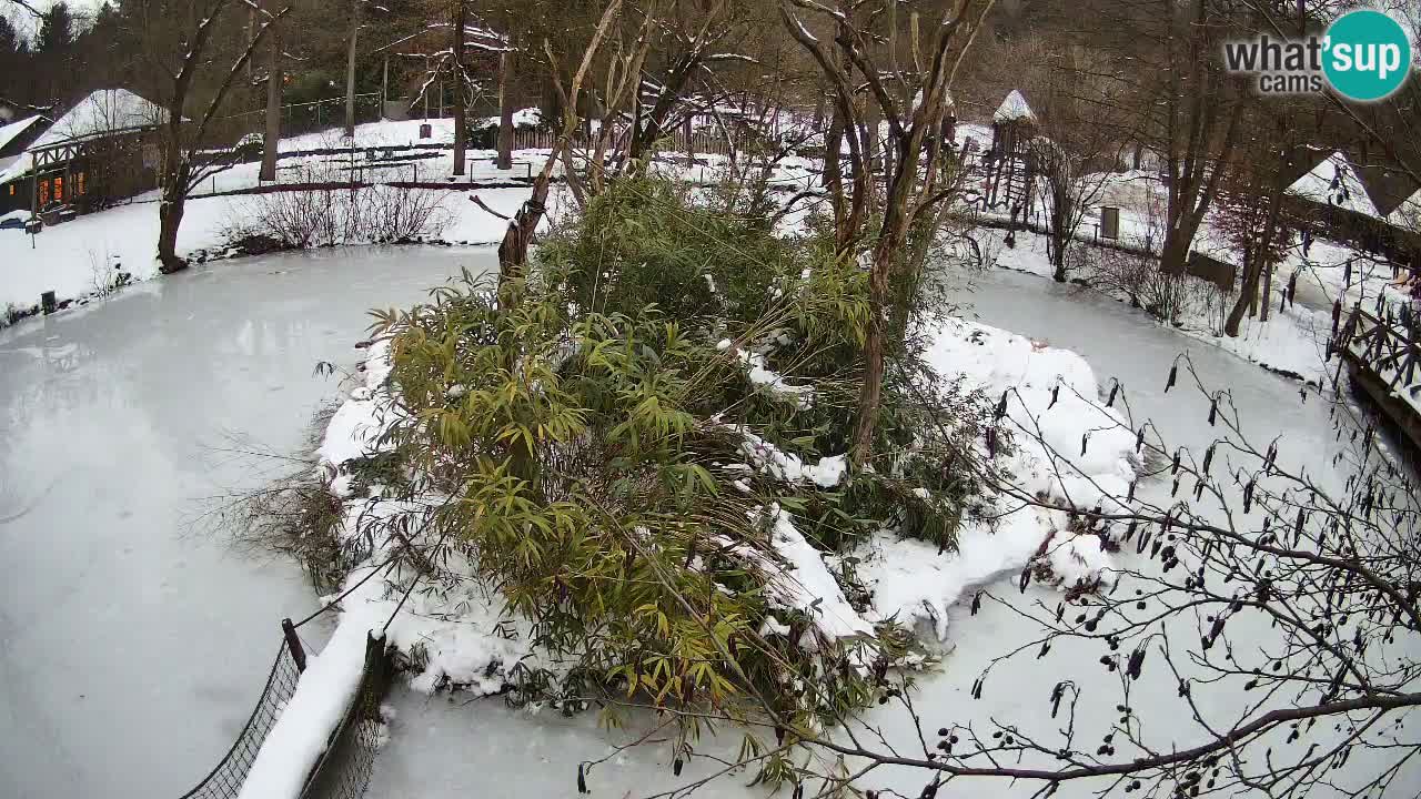 Gibon – Nomascus gabriellae – Zoo Ljubljana web kamera