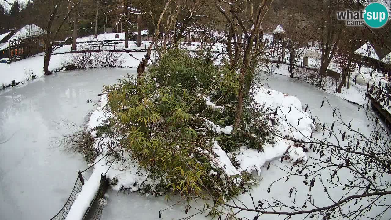 Yellow-cheeked gibbon Zoo Ljubljana livecam