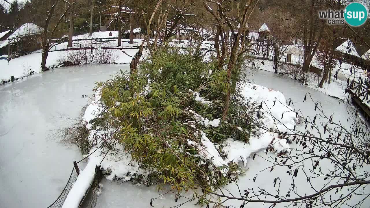 Südlicher Gelbwangen-Schopfgibbon Zoo Ljubljana webcam