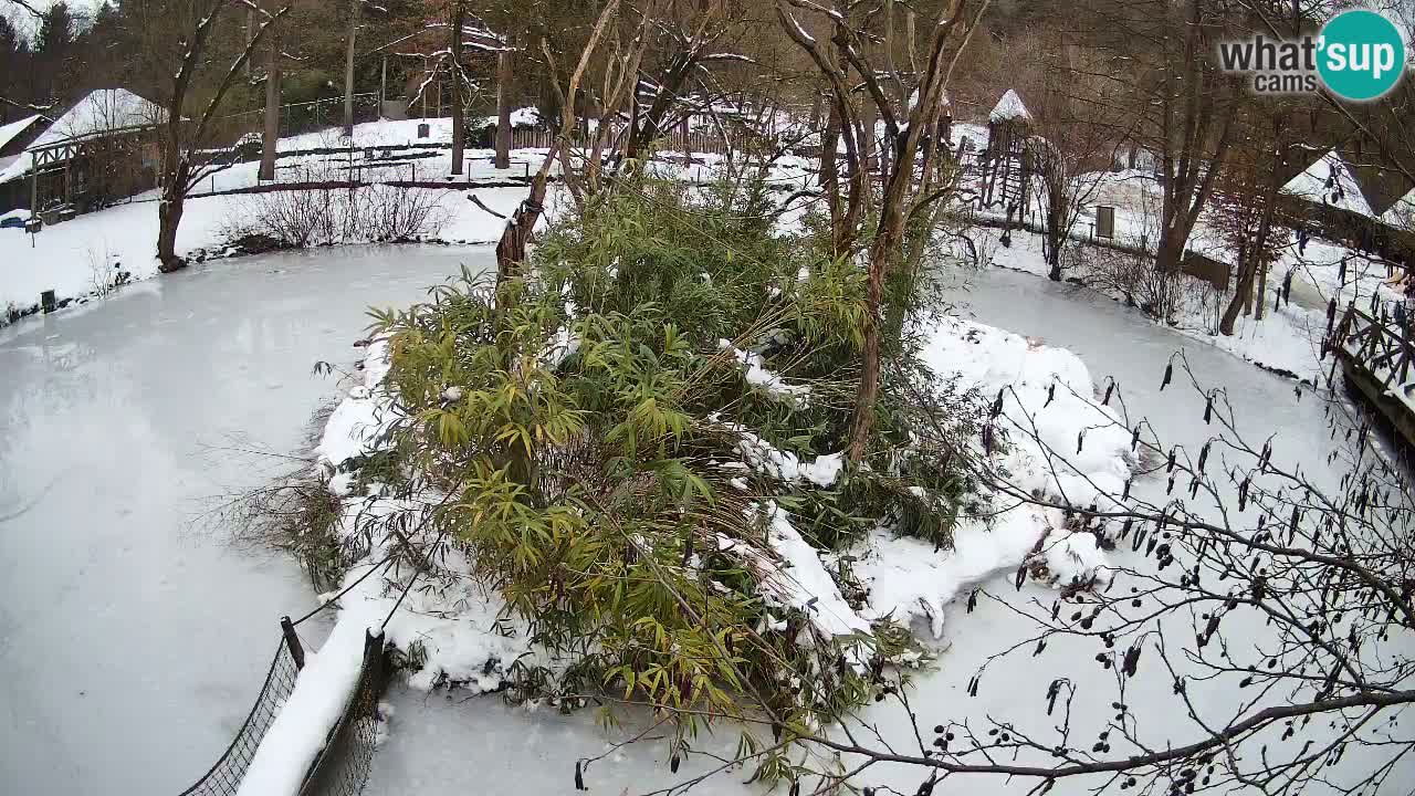 Südlicher Gelbwangen-Schopfgibbon Zoo Ljubljana webcam