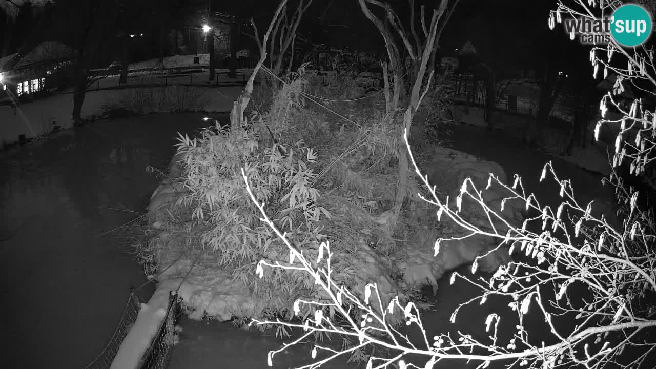 Gibbon à joues jaunes Zoo Ljubljana live cam