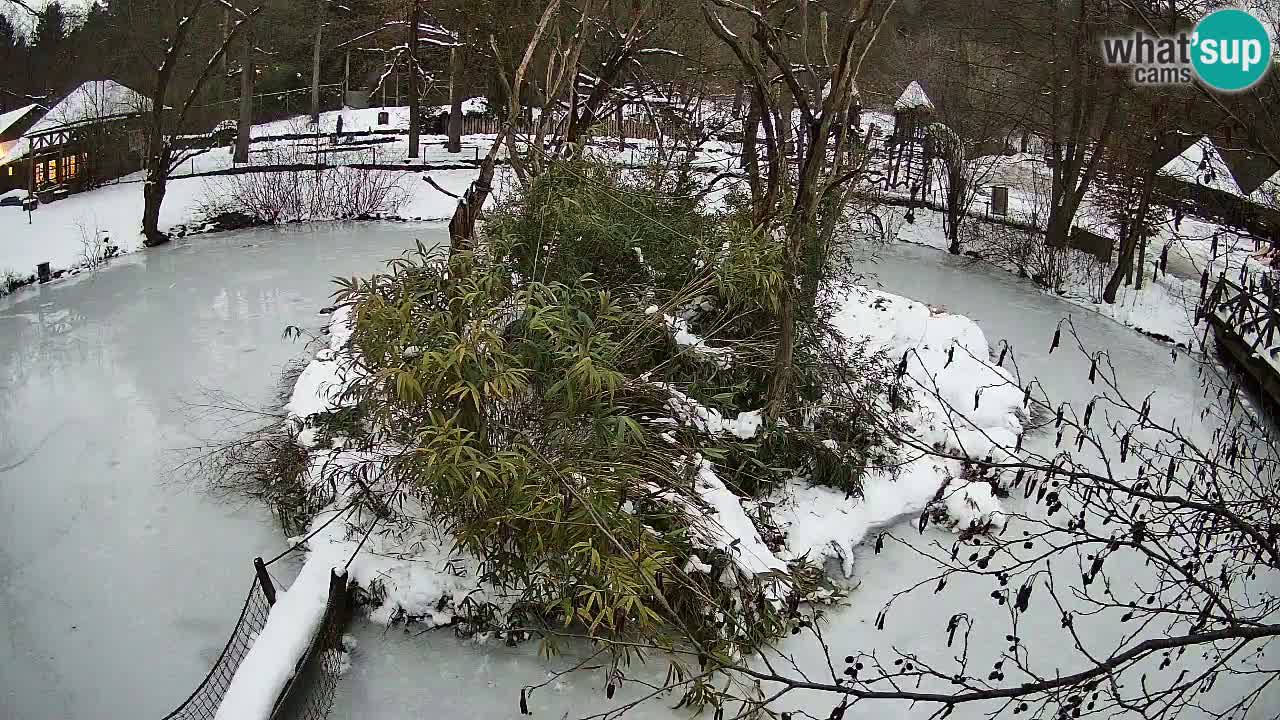 Zlatolični gibon živalski vrt Ljubljana
