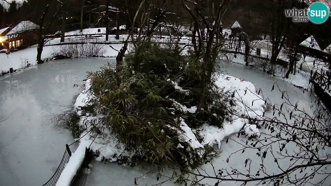 Gibbone dalle guance rosa nello ZOO di Ljubljana