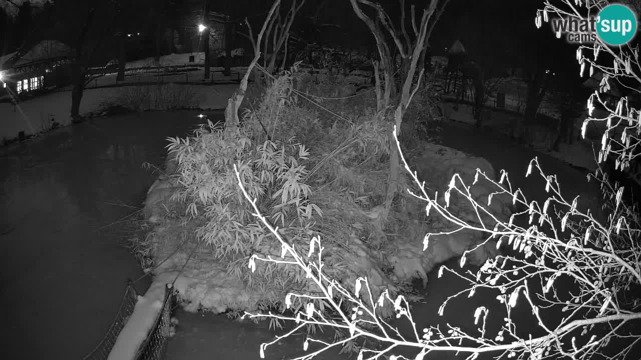 Südlicher Gelbwangen-Schopfgibbon Zoo Ljubljana webcam