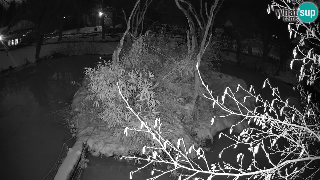 Gibbon à joues jaunes Zoo Ljubljana live cam