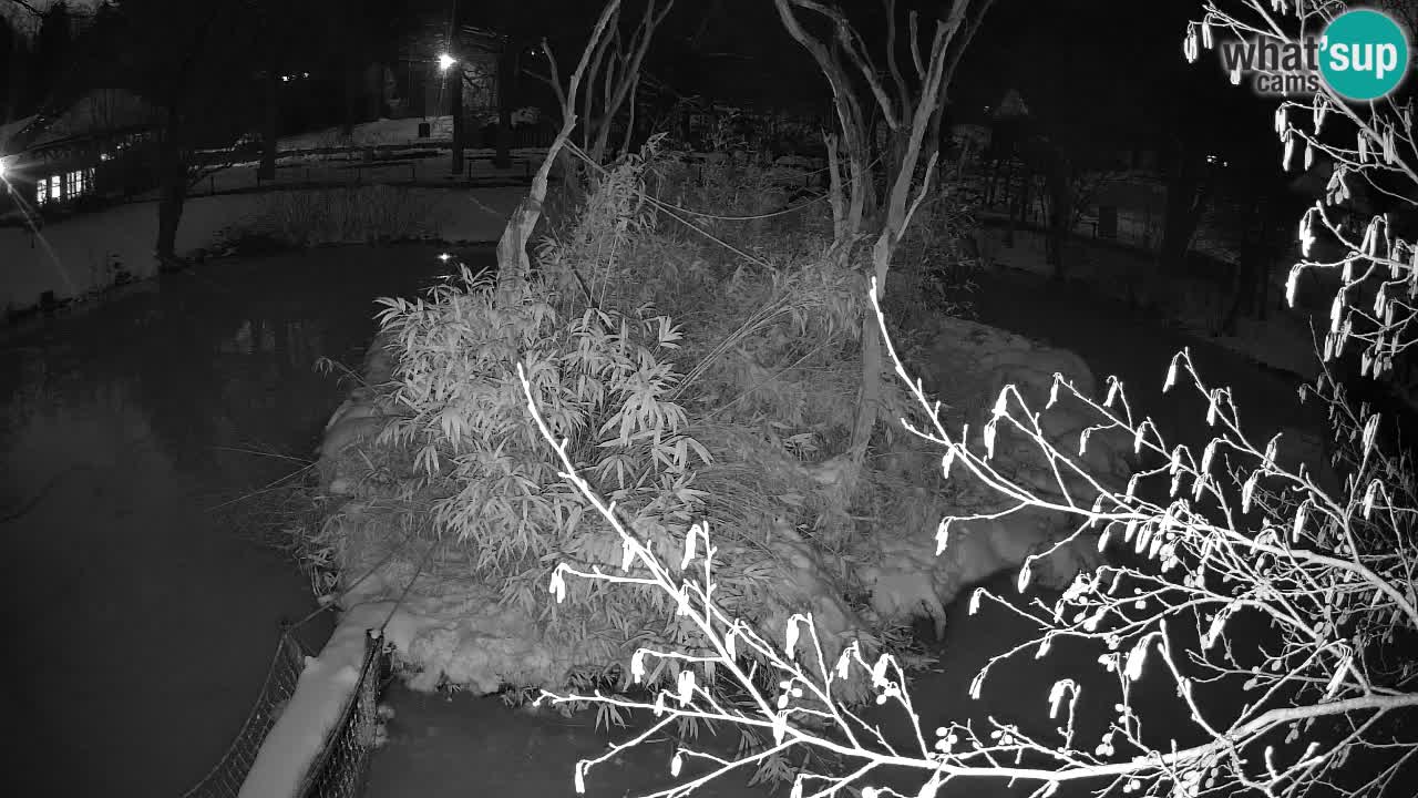 Gibbon à joues jaunes Zoo Ljubljana live cam