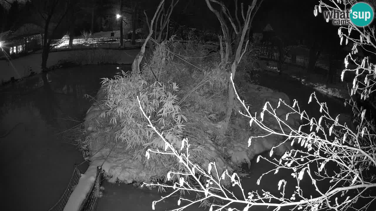 Gibbon à joues jaunes Zoo Ljubljana live cam