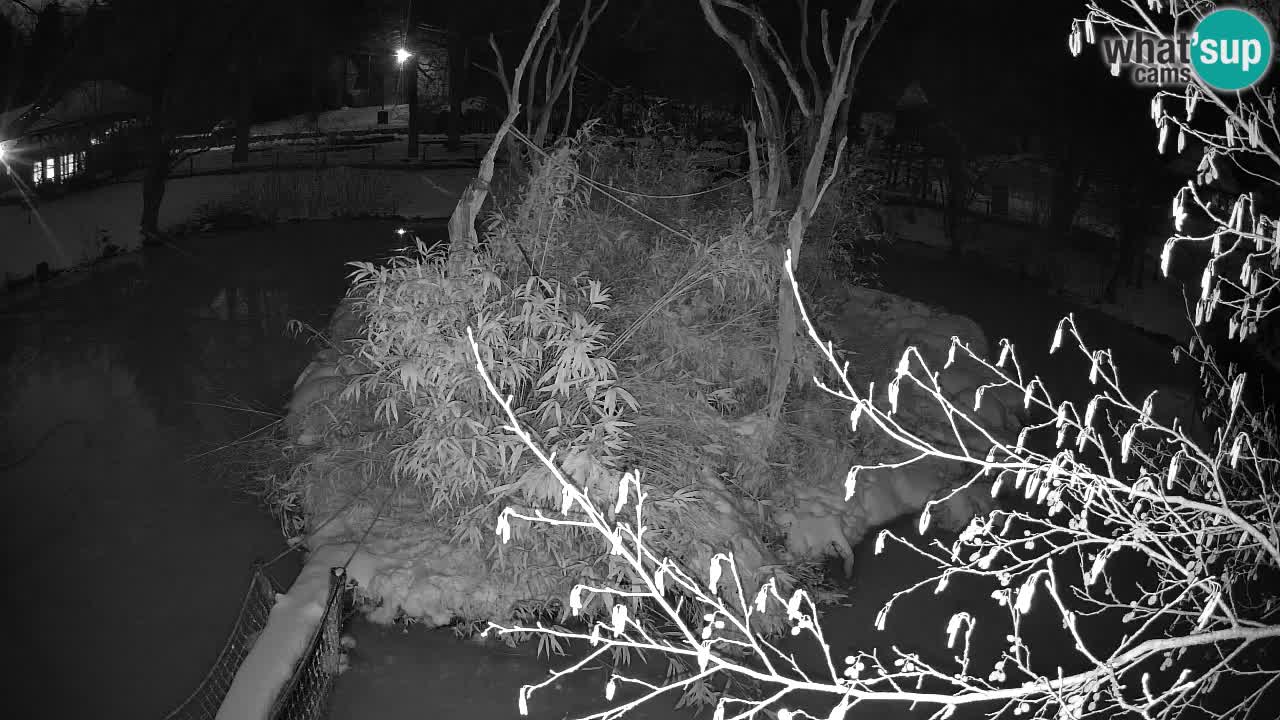 Gibbon à joues jaunes Zoo Ljubljana live cam