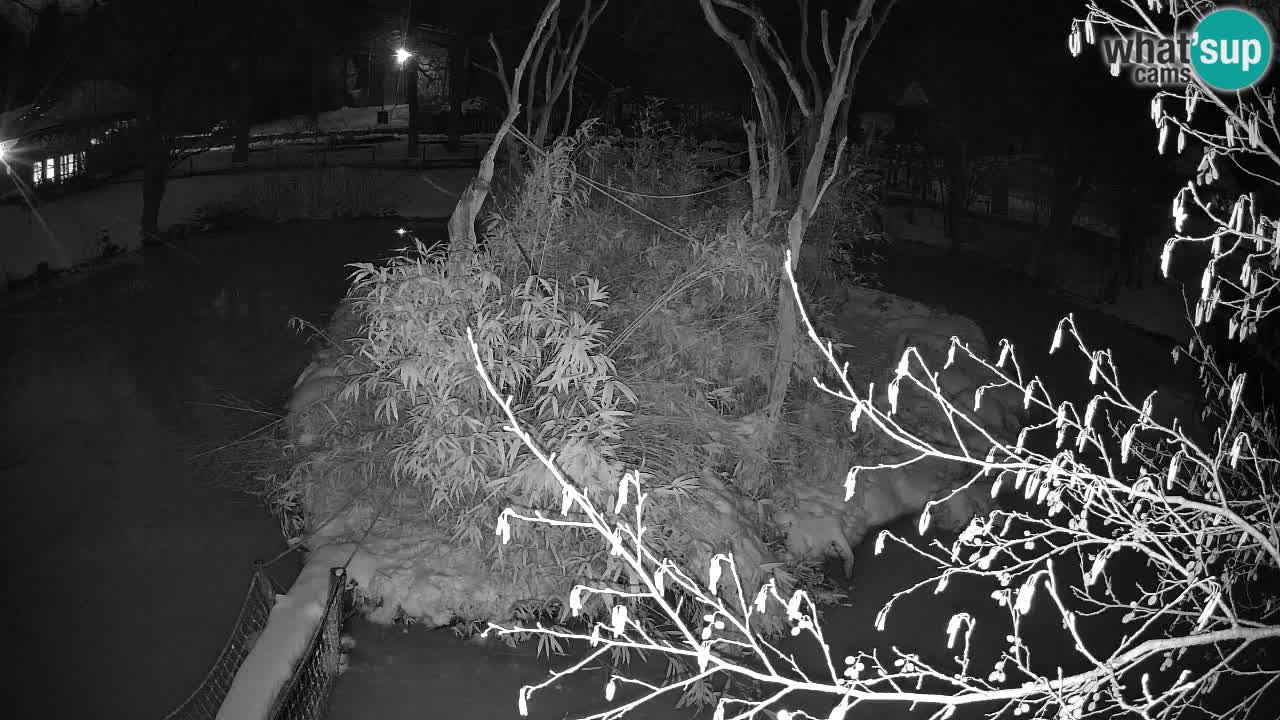 Südlicher Gelbwangen-Schopfgibbon Zoo Ljubljana webcam