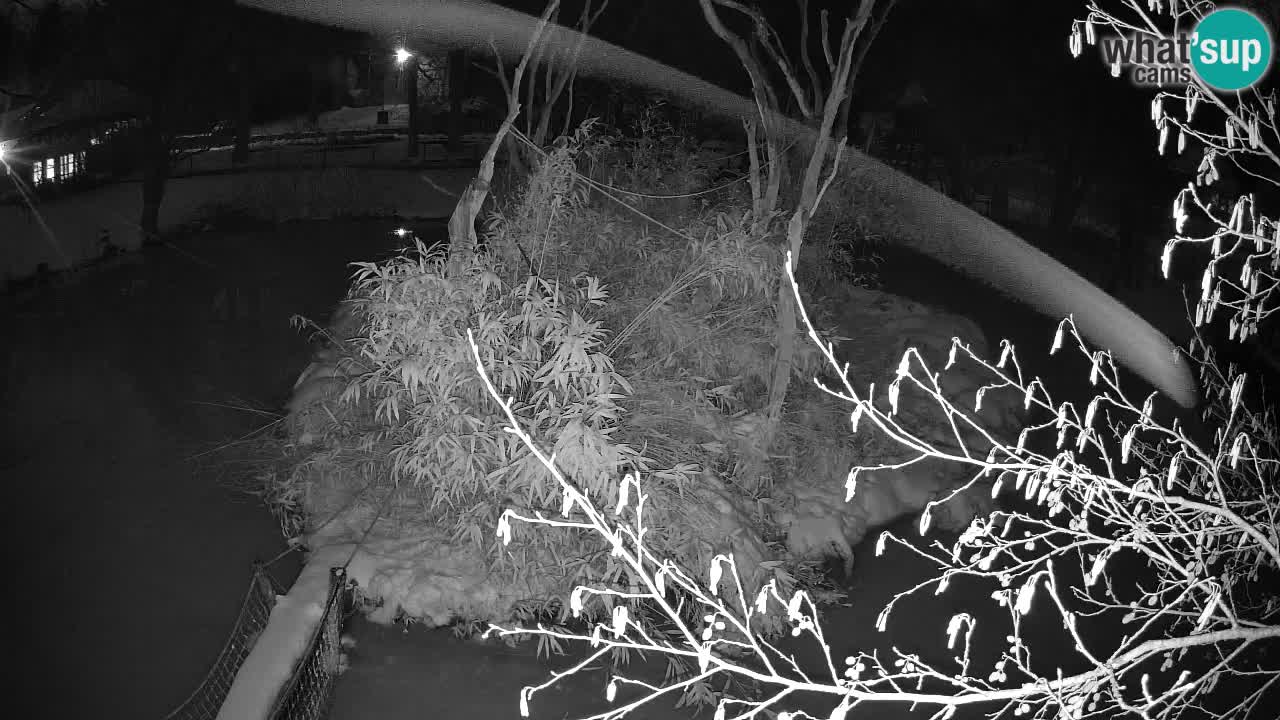 Gibbon à joues jaunes Zoo Ljubljana live cam