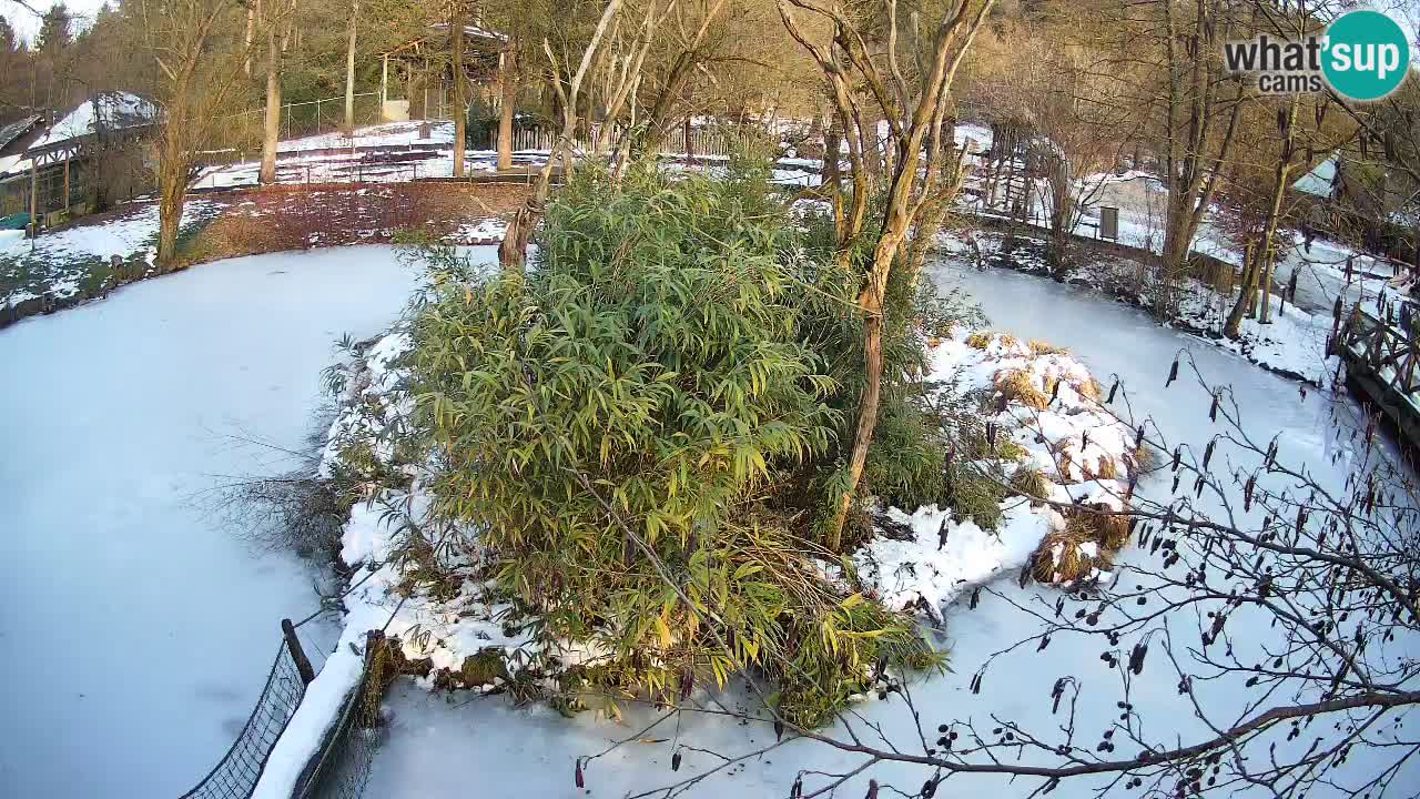 Zlatolični gibon živalski vrt Ljubljana