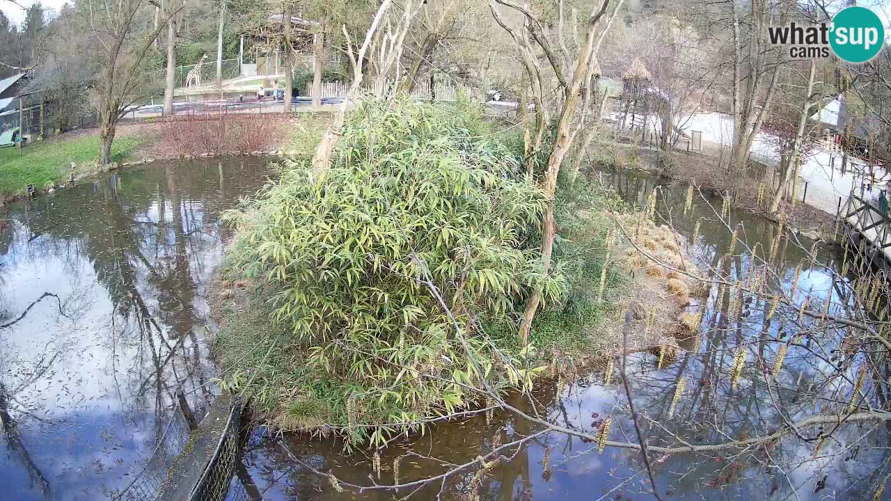 Gibon – Nomascus gabriellae – Zoo Ljubljana web kamera