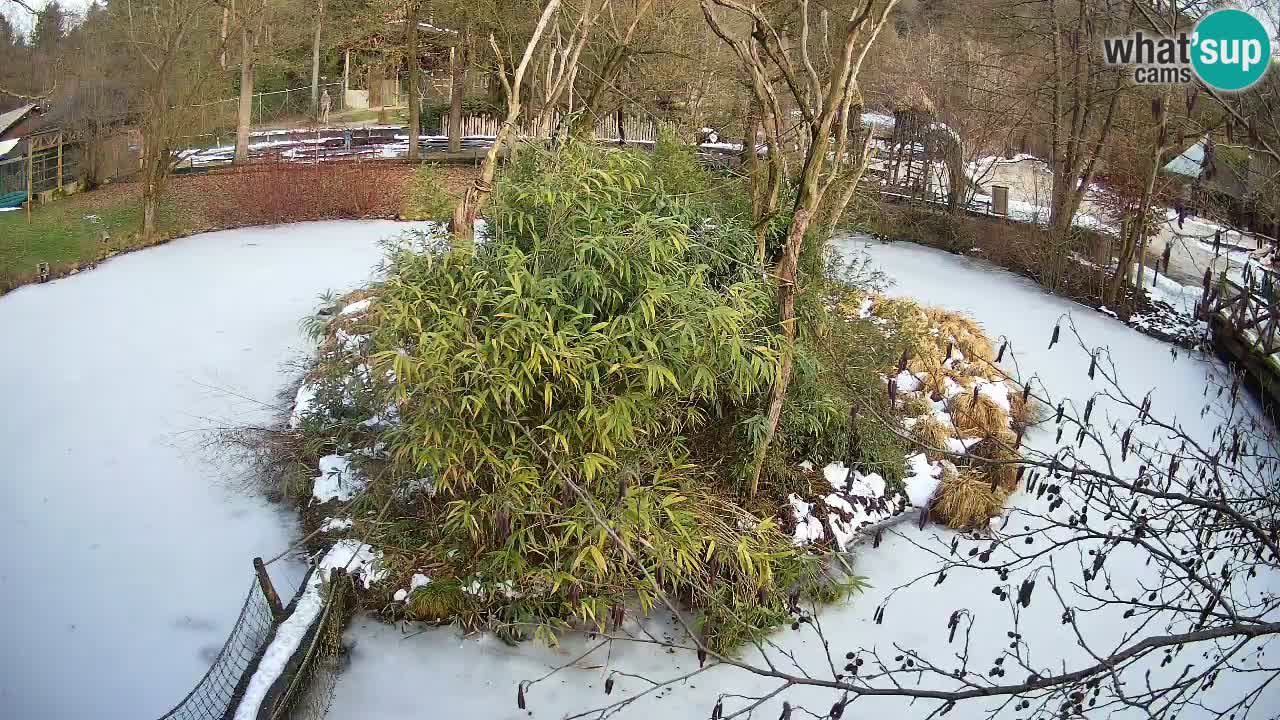 Südlicher Gelbwangen-Schopfgibbon Zoo Ljubljana webcam
