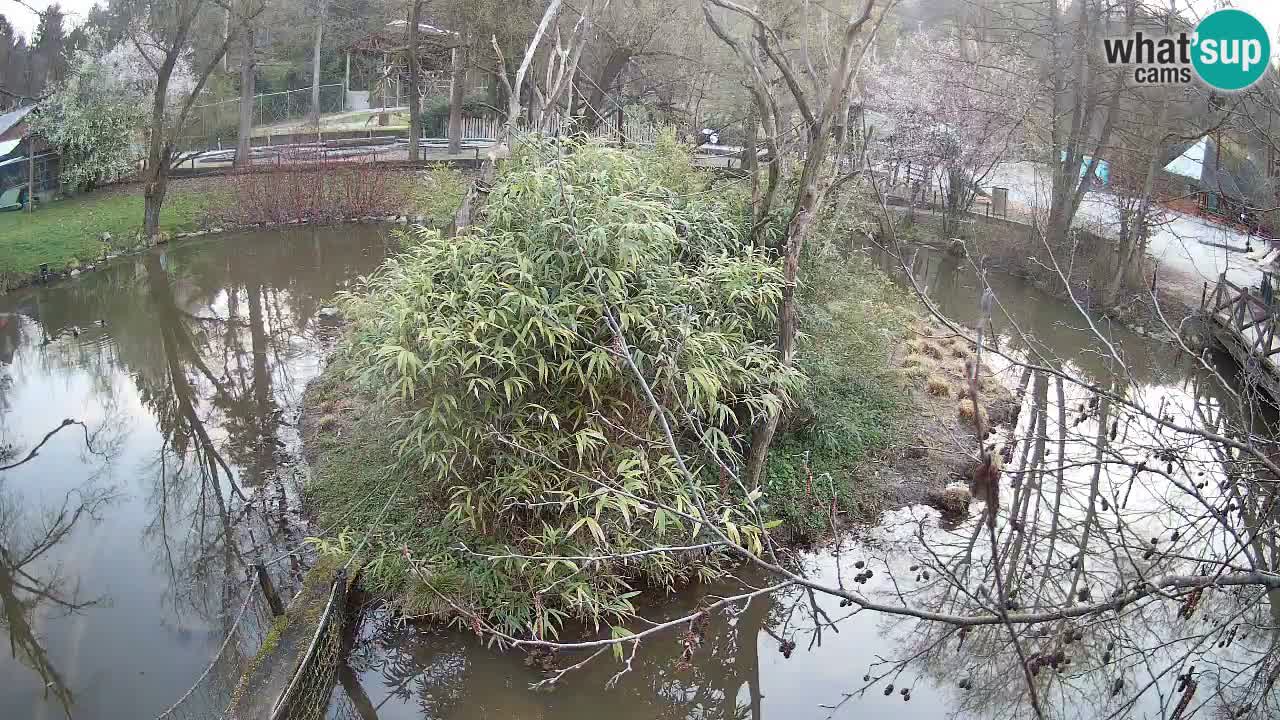 Gibbone dalle guance rosa nello ZOO di Ljubljana