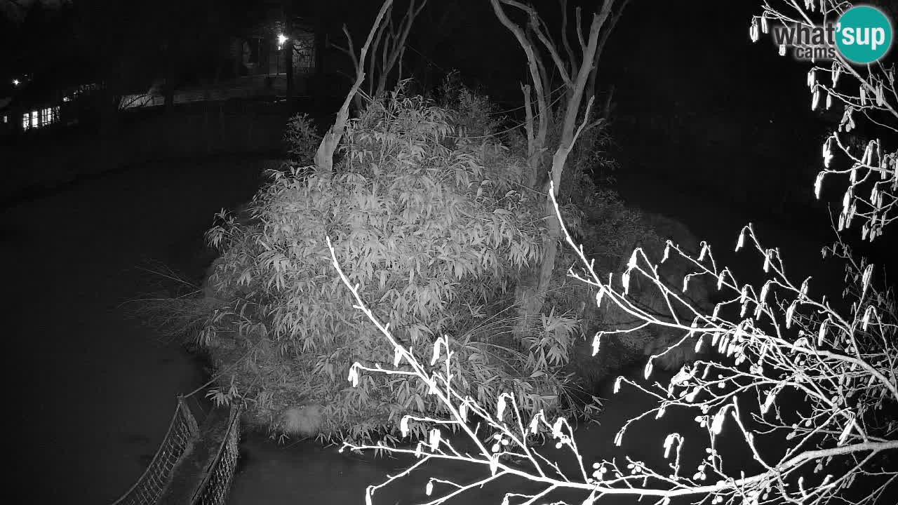 Yellow-cheeked gibbon Zoo Ljubljana livecam