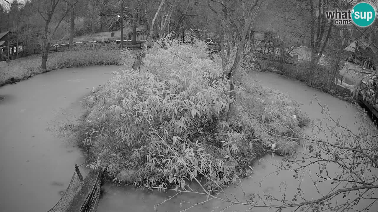 Yellow-cheeked gibbon Zoo Ljubljana livecam